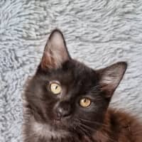 Photo of Athena
