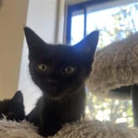 Photo of Puddle (With Smudge)