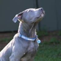 Photo of Blaze