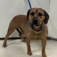 Photo of Ruby
