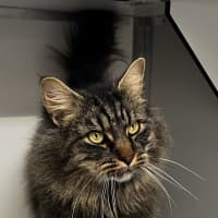 Photo of Hank