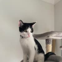 Photo of Rascal 