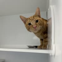 Photo of Butterscotch