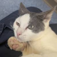 Photo of Banana Boat