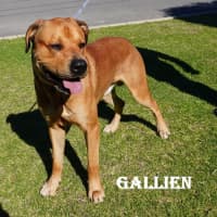 Photo of Gallien
