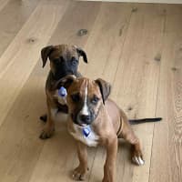 Photo of Darla   11 Week Old Kelpie X