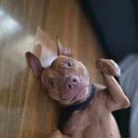 Photo of Shadow   7 Year Old Staffy X