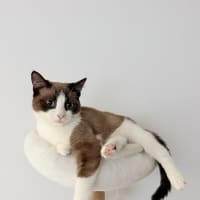 Photo of Toast