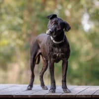 Photo of Chuck   11 Year Old Bullmastiff