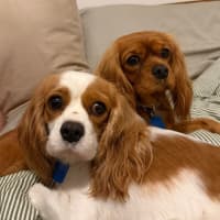 Photo of Lizzie And Velvet