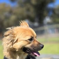 Photo of Ace