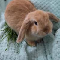 Photo of Ginger Fluff