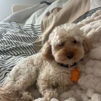 Photo of Simon 