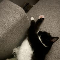 Photo of Big Best Baby Boy Bernard