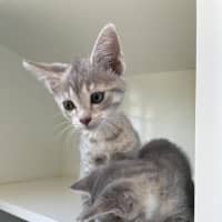 Photo of Missy
