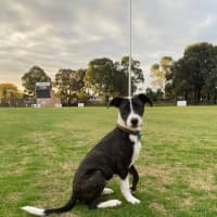 Photo of Comet