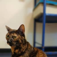 Photo of Tilly