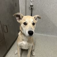 Photo of Peanut