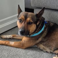 Photo of Ash   3 Year Old Kelpie X (Trial)