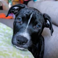 Photo of Amelia