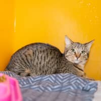 Photo of Mystique (Previously Alba)