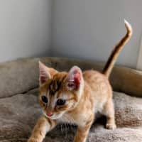 Photo of Jupiter Meet Me@Petstock Carrum Downs Store