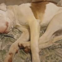 Photo of Spot