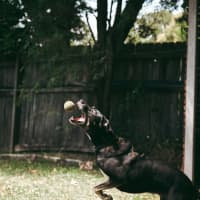 Photo of Banjo   6 Year Old Kelpie X