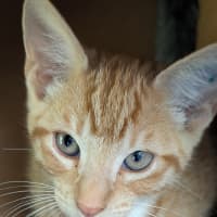 Photo of Nemo (Ex Theseus)