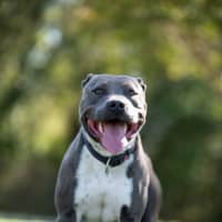 Photo of Brutus