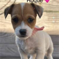 Photo of Roque