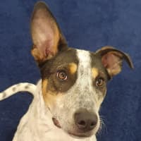 Photo of Scrat