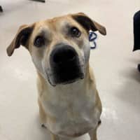 Photo of Scooby
