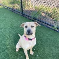 Photo of Alita Imp 1811