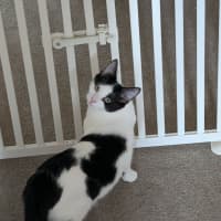 Photo of Dandelion