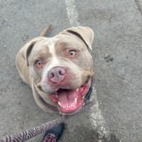 Photo of Luna