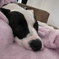 Photo of Tux   18 Month Old Staffy X