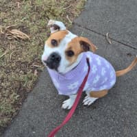 Photo of Yoko Newhaven