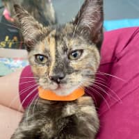 Photo of Smudge (K61)