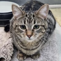 Photo of Fizz