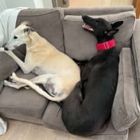 Photo of Lenny, The Greyhound