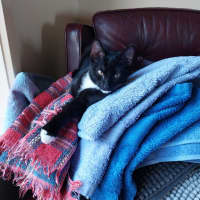 Photo of Pip