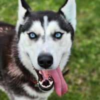 Photo of 🎠 Medusa 6366 🎠 (Happily Adopted 🥰)
