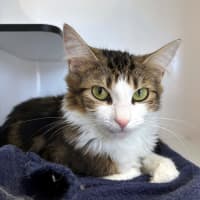 Photo of Tinsel Sua013285