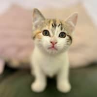 Photo of Lilly   In Foster Care In Croydon