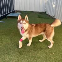 Photo of Loki