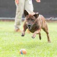 Photo of Rusty