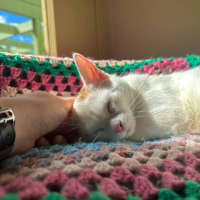 Photo of Mabel
