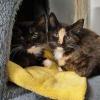Photo of Tinsel