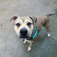 Photo of Koba